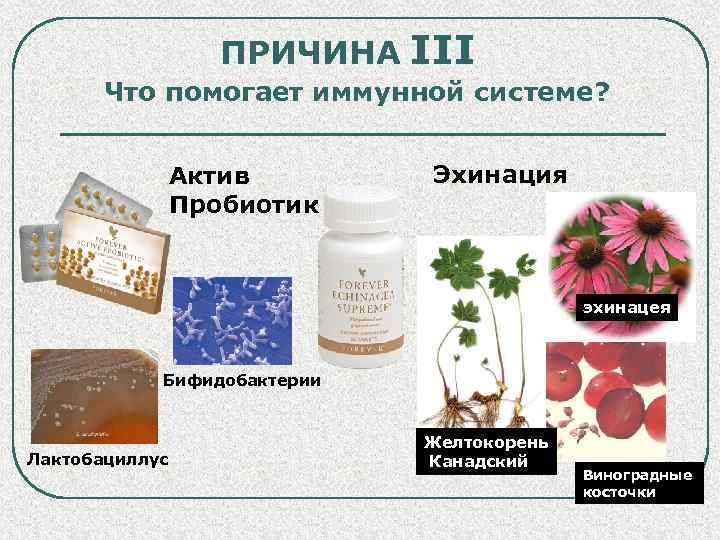 ПРИЧИНА III Что помогает иммунной системе? Актив Пробиотик Эхинация эхинацея Бифидобактерии Лактобациллус Желтокорень Канадский