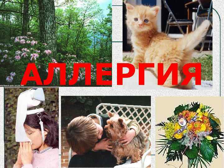 АЛЛЕРГИЯ 