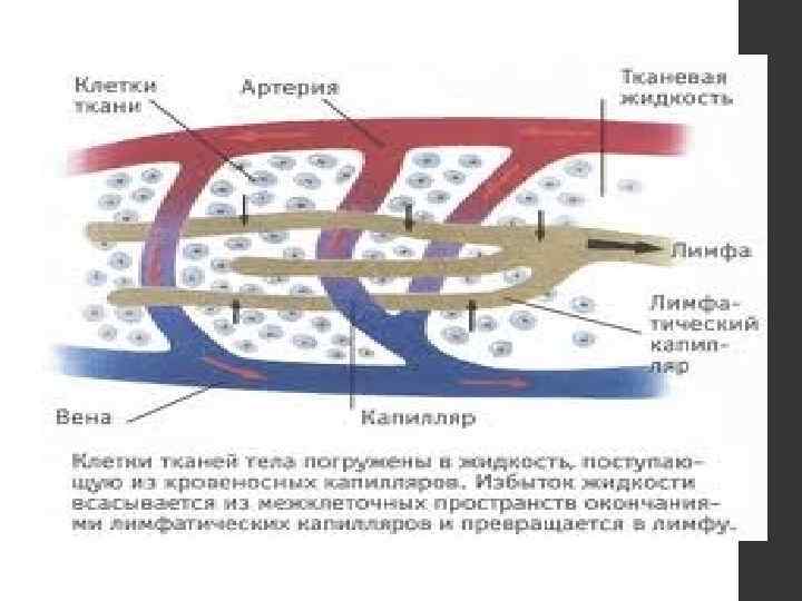 Механизмы нарушения лимфообращения схема