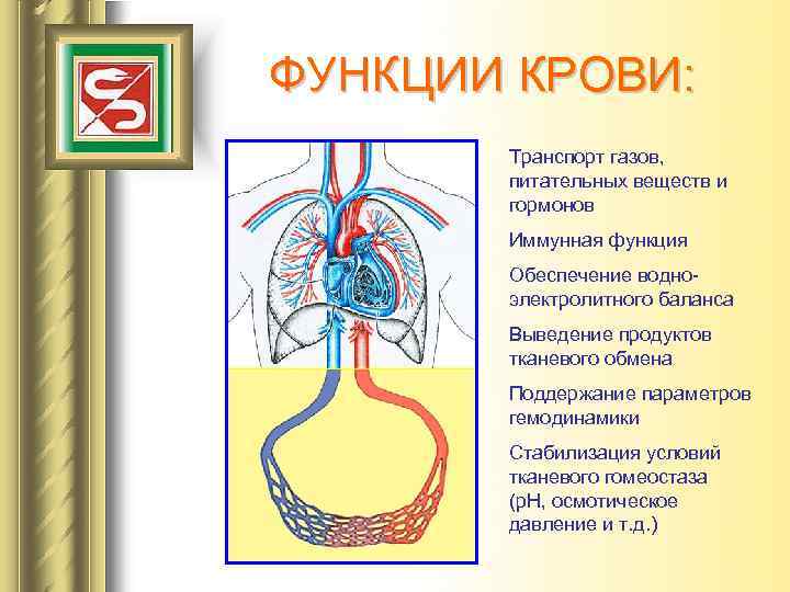 ФУНКЦИИ КРОВИ: Транспорт газов, питательных веществ и гормонов Иммунная функция Обеспечение водноэлектролитного баланса Выведение