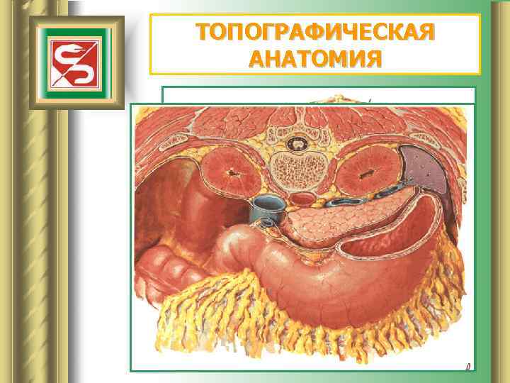 ТОПОГРАФИЧЕСКАЯ АНАТОМИЯ 