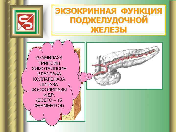 ЭКЗОКРИННАЯ ФУНКЦИЯ ПОДЖЕЛУДОЧНОЙ ЖЕЛЕЗЫ -АМИЛАЗА ТРИПСИН ХИМОТРИПСИН ЭЛАСТАЗА КОЛЛАГЕНАЗА ЛИПАЗА ФОСФОЛИПАЗЫ И ДР. (ВСЕГО