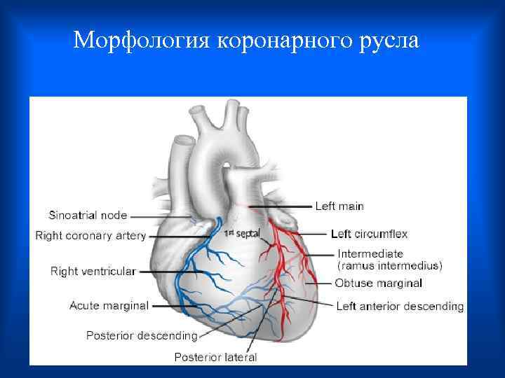 Морфология коронарного русла 