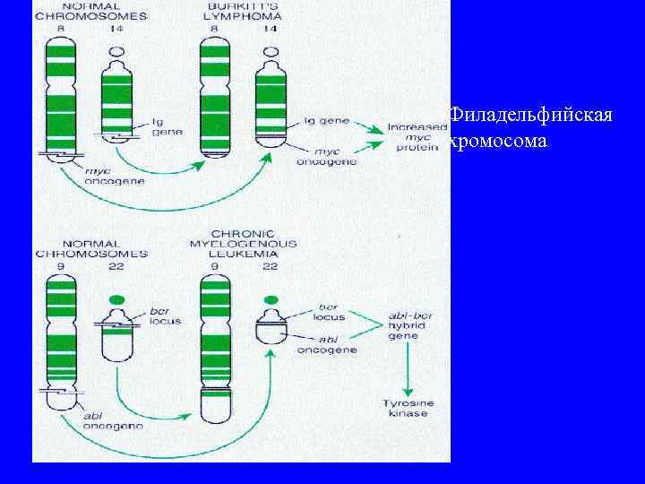 Филадельфийская хромосома 