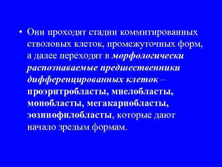  • Они проходят стадии коммитированных стволовых клеток, промежуточных форм, а далее переходят в