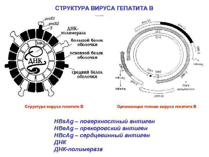 СТРУКТУРА ВИРУСА ГЕПАТИТА В Структура вируса гепатита В Организация генома вируса гепатита В HBs.