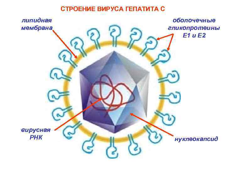 СТРОЕНИЕ ВИРУСА ГЕПАТИТА С липидная мембрана вирусная РНК оболочечные гликопротеины Е 1 и Е