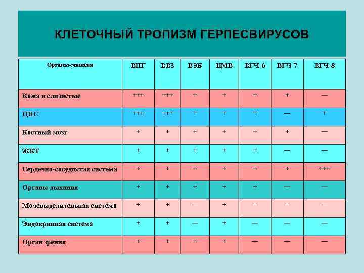 КЛЕТОЧНЫЙ ТРОПИЗМ ГЕРПЕСВИРУСОВ Органы-мишени ВПГ ВВЗ ВЭБ ЦМВ ВГЧ-6 ВГЧ-7 ВГЧ-8 Кожа и слизистые