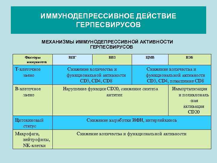 ИММУНОДЕПРЕССИВНОЕ ДЕЙСТВИЕ ГЕРПЕСВИРУСОВ МЕХАНИЗМЫ ИММУНОДЕПРЕССИВНОЙ АКТИВНОСТИ ГЕРПЕСВИРУСОВ Факторы иммунитета Т-клеточное звено В-клеточное звено Цитокиновый