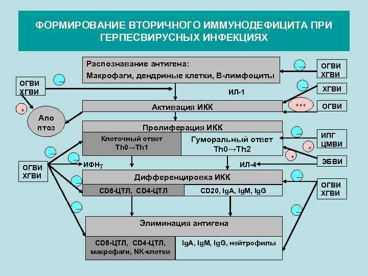 ФОРМИРОВАНИЕ ВТОРИЧНОГО ИММУНОДЕФИЦИТА ПРИ ГЕРПЕСВИРУСНЫХ ИНФЕКЦИЯХ ― ОГВИ ХГВИ + Распознавание антигена: Макрофаги, дендриные