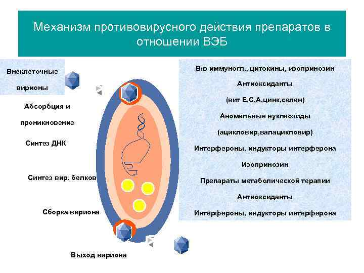 Механизм противовирусного действия препаратов в отношении ВЭБ В/в иммуногл. , цитокины, изопринозин Внеклеточные Антиоксиданты