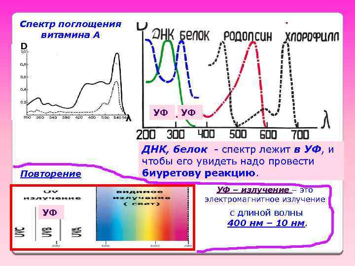 Спектр поглощения витамина А D λ Повторение УФ УФ ДНК, белок - спектр лежит