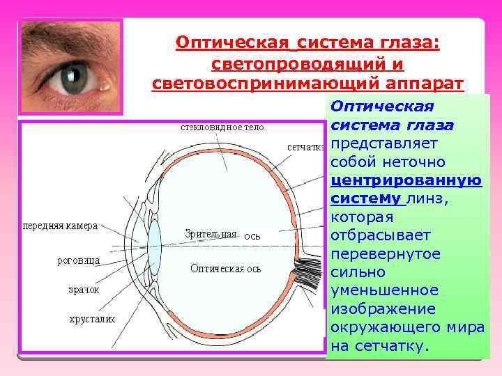 Оптическая система глаза: светопроводящий и световоспринимающий аппарат ось Оптическая система глаза представляет собой неточно