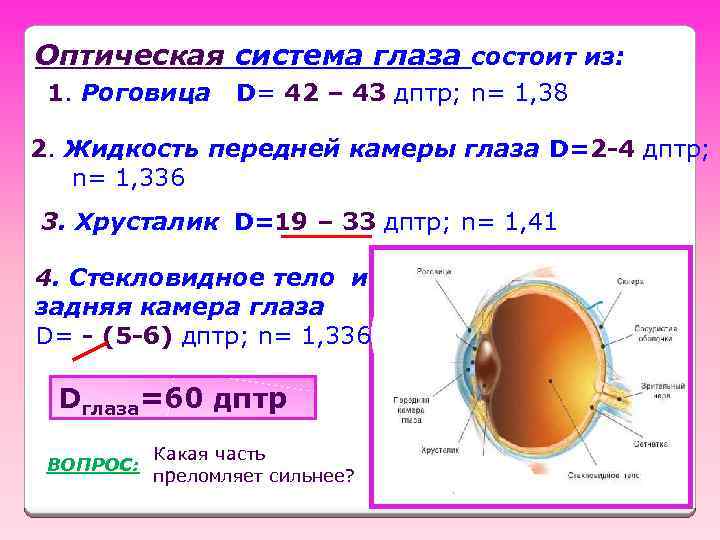 Оптическая система глаза состоит из: 1. Роговица D= 42 – 43 дптр; n= 1,