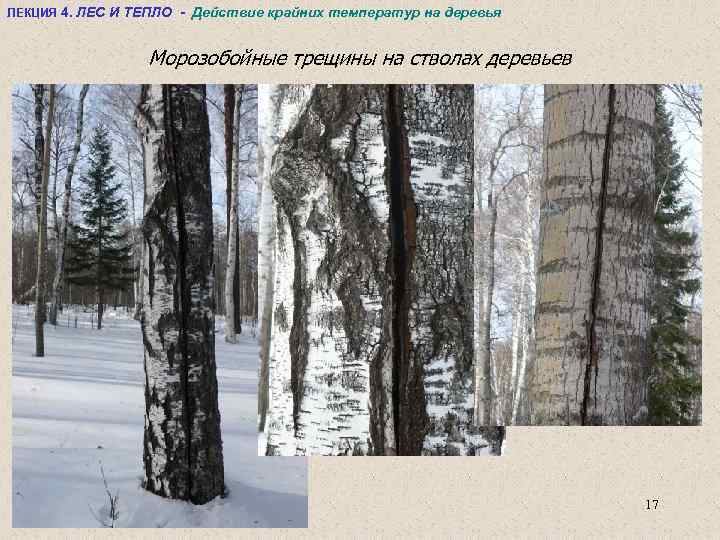 ЛЕКЦИЯ 4. ЛЕС И ТЕПЛО - Действие крайних температур на деревья Морозобойные трещины на