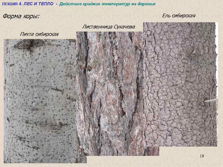 ЛЕКЦИЯ 4. ЛЕС И ТЕПЛО - Действие крайних температур на деревья Форма коры: Ель