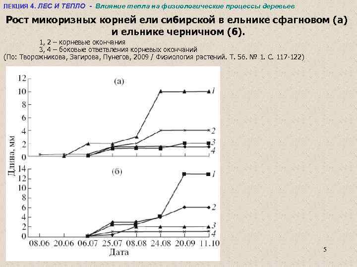 ЛЕКЦИЯ 4. ЛЕС И ТЕПЛО - Влияние тепла на физиологические процессы деревьев Рост микоризных