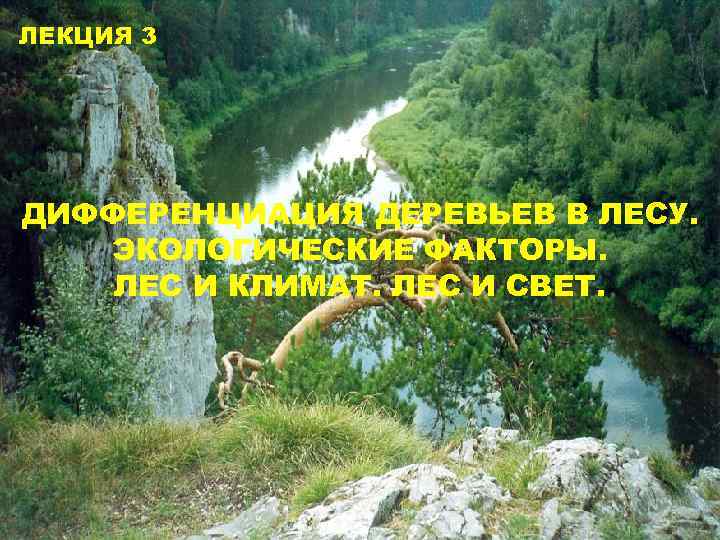 ЛЕКЦИЯ 3 ДИФФЕРЕНЦИАЦИЯ ДЕРЕВЬЕВ В ЛЕСУ. ЭКОЛОГИЧЕСКИЕ ФАКТОРЫ. ЛЕС И КЛИМАТ. ЛЕС И СВЕТ.