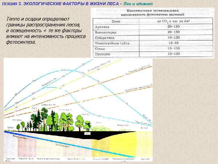 ЛЕКЦИЯ 3. ЭКОЛОГИЧЕСКИЕ ФАКТОРЫ В ЖИЗНИ ЛЕСА - Лес и климат Тепло и осадки