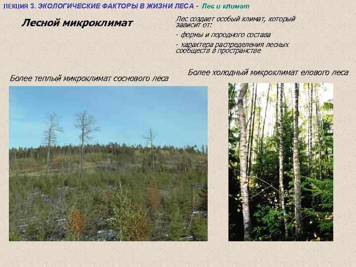 ЛЕКЦИЯ 3. ЭКОЛОГИЧЕСКИЕ ФАКТОРЫ В ЖИЗНИ ЛЕСА - Лес и климат Лесной микроклимат Более