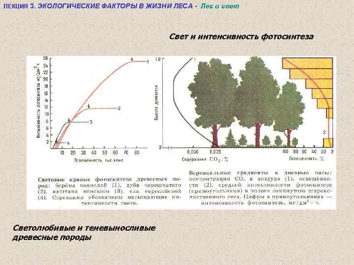 ЛЕКЦИЯ 3. ЭКОЛОГИЧЕСКИЕ ФАКТОРЫ В ЖИЗНИ ЛЕСА - Лес и свет Свет и интенсивность