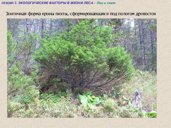 ЛЕКЦИЯ 3. ЭКОЛОГИЧЕСКИЕ ФАКТОРЫ В ЖИЗНИ ЛЕСА - Лес и свет Зонтичная форма кроны