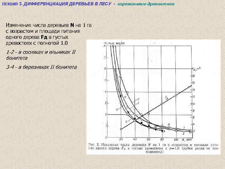 ЛЕКЦИЯ 3. ДИФФЕРЕНЦИАЦИЯ ДЕРЕВЬЕВ В ЛЕСУ - изреживание древостоев Изменение числа деревьев N на