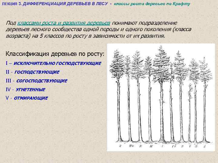 Рассмотрите рисунок 107 учебника объясните почему вначале развивается березовый лес а затем ельник