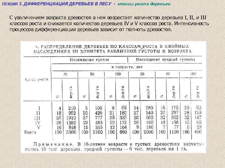 ЛЕКЦИЯ 3. ДИФФЕРЕНЦИАЦИЯ ДЕРЕВЬЕВ В ЛЕСУ - классы роста деревьев С увеличением возраста древостоя