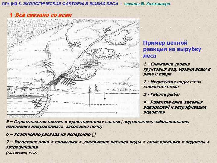 ЛЕКЦИЯ 3. ЭКОЛОГИЧЕСКИЕ ФАКТОРЫ В ЖИЗНИ ЛЕСА - законы Б. Коммонера 1 Всё связано