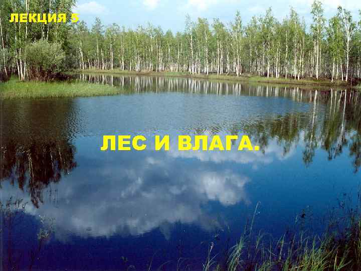 ЛЕКЦИЯ 5 ЛЕС И ВЛАГА. 