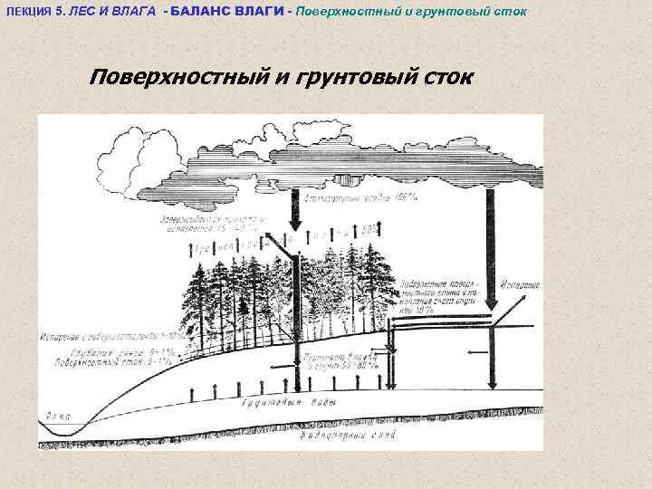 ЛЕКЦИЯ 5. ЛЕС И ВЛАГА - БАЛАНС ВЛАГИ - Поверхностный и грунтовый сток 