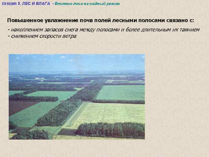 ЛЕКЦИЯ 5. ЛЕС И ВЛАГА - Влияние леса на водный режим Повышенное увлажнение почв
