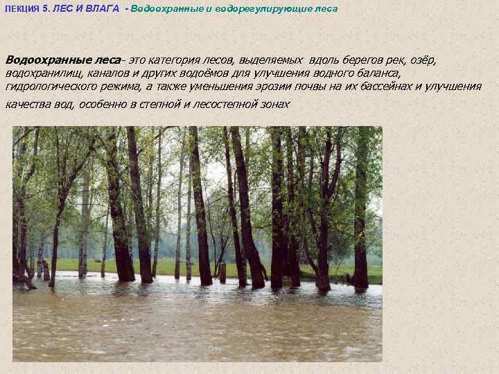 ЛЕКЦИЯ 5. ЛЕС И ВЛАГА - Водоохранные и водорегулирующие леса Водоохранные леса- это категория