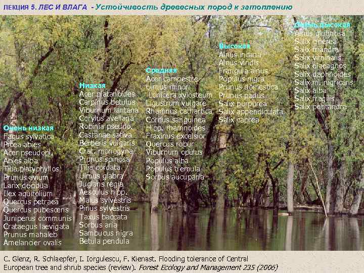 ЛЕКЦИЯ 5. ЛЕС И ВЛАГА - Устойчивость древесных пород к затоплению Очень высокая Высокая
