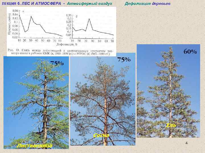 ЛЕКЦИЯ 6. ЛЕС И АТМОСФЕРА - Атмосферный воздух Дефолиация деревьев Ель Сосна Лиственница 4