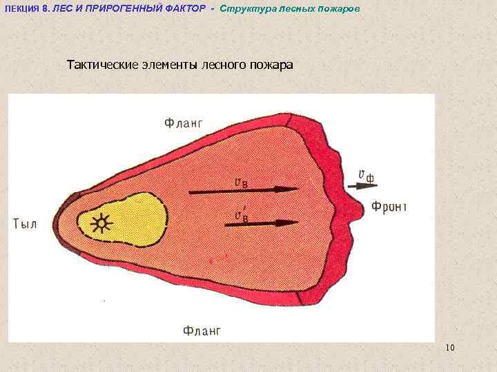 ЛЕКЦИЯ 8. ЛЕС И ПРИРОГЕННЫЙ ФАКТОР - Структура лесных пожаров Тактические элементы лесного пожара