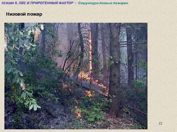 ЛЕКЦИЯ 8. ЛЕС И ПРИРОГЕННЫЙ ФАКТОР - Структура лесных пожаров Низовой пожар 12 