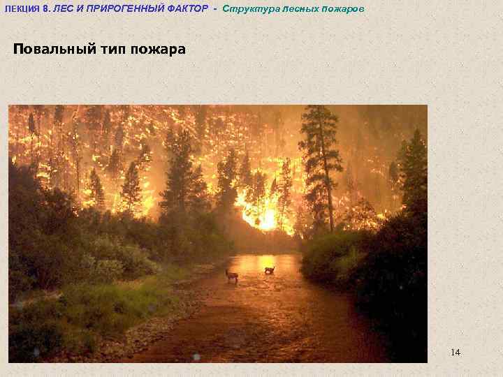 ЛЕКЦИЯ 8. ЛЕС И ПРИРОГЕННЫЙ ФАКТОР - Структура лесных пожаров Повальный тип пожара 14