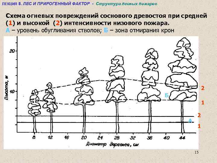 ЛЕКЦИЯ 8. ЛЕС И ПРИРОГЕННЫЙ ФАКТОР - Структура лесных пожаров Схема огневых повреждений соснового