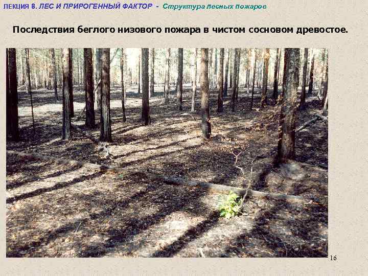 ЛЕКЦИЯ 8. ЛЕС И ПРИРОГЕННЫЙ ФАКТОР - Структура лесных пожаров Последствия беглого низового пожара