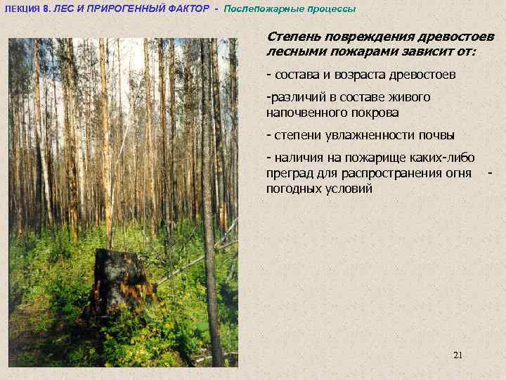 ЛЕКЦИЯ 8. ЛЕС И ПРИРОГЕННЫЙ ФАКТОР - Послепожарные процессы Степень повреждения древостоев лесными пожарами