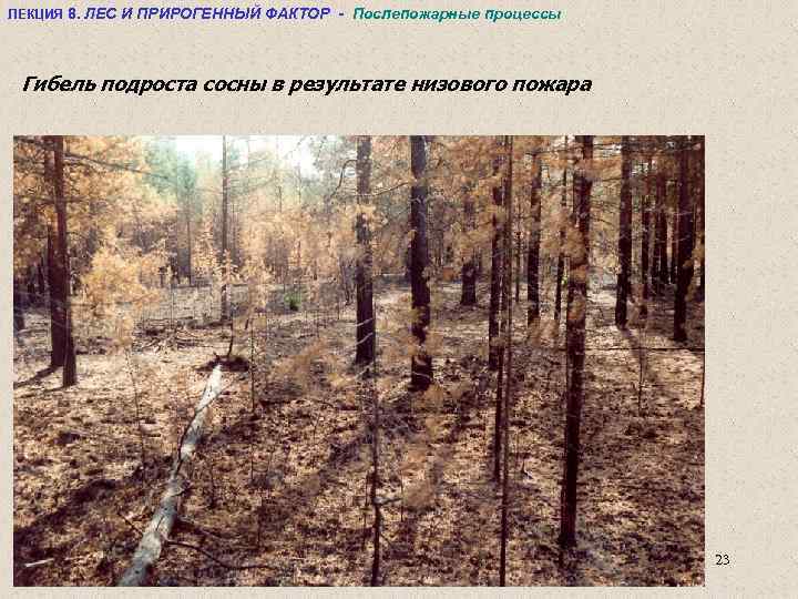 ЛЕКЦИЯ 8. ЛЕС И ПРИРОГЕННЫЙ ФАКТОР - Послепожарные процессы Гибель подроста сосны в результате