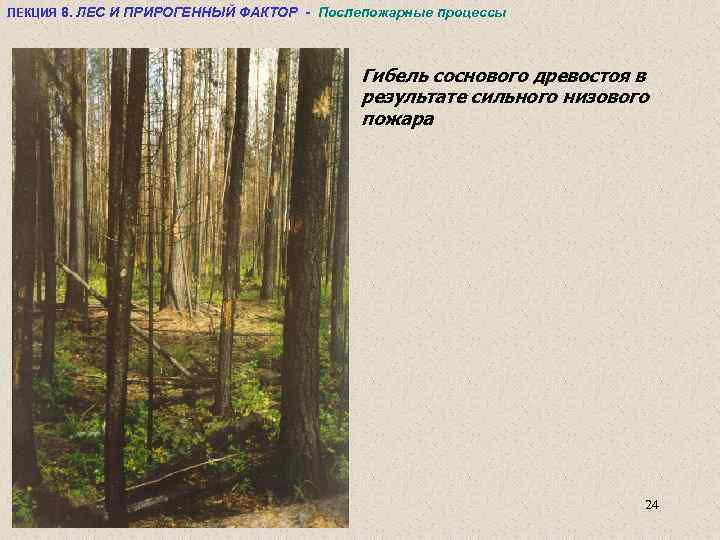 ЛЕКЦИЯ 8. ЛЕС И ПРИРОГЕННЫЙ ФАКТОР - Послепожарные процессы Гибель соснового древостоя в результате