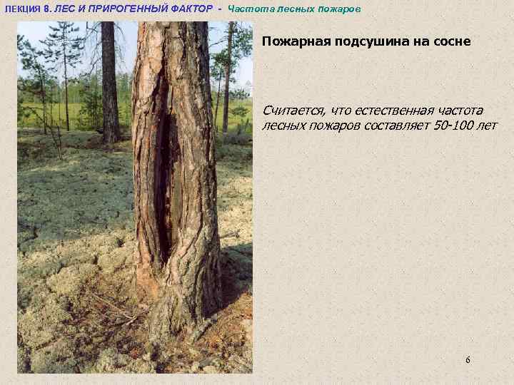 ЛЕКЦИЯ 8. ЛЕС И ПРИРОГЕННЫЙ ФАКТОР - Частота лесных пожаров Пожарная подсушина на сосне