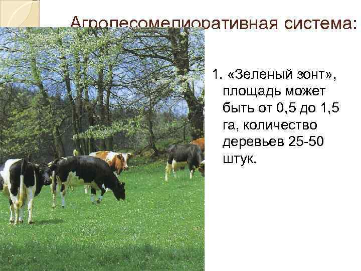 Агролесомелиоративная система: 1. «Зеленый зонт» , площадь может быть от 0, 5 до 1,