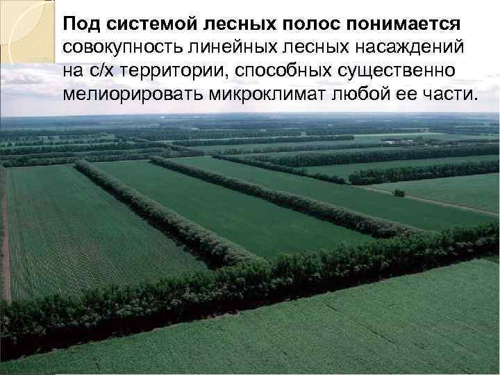 Под системой лесных полос понимается совокупность линейных лесных насаждений на с/х территории, способных существенно