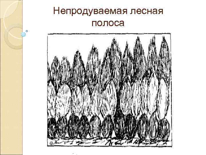 Непродуваемая лесная полоса 