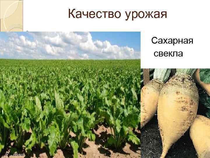 Качество урожая Сахарная свекла 