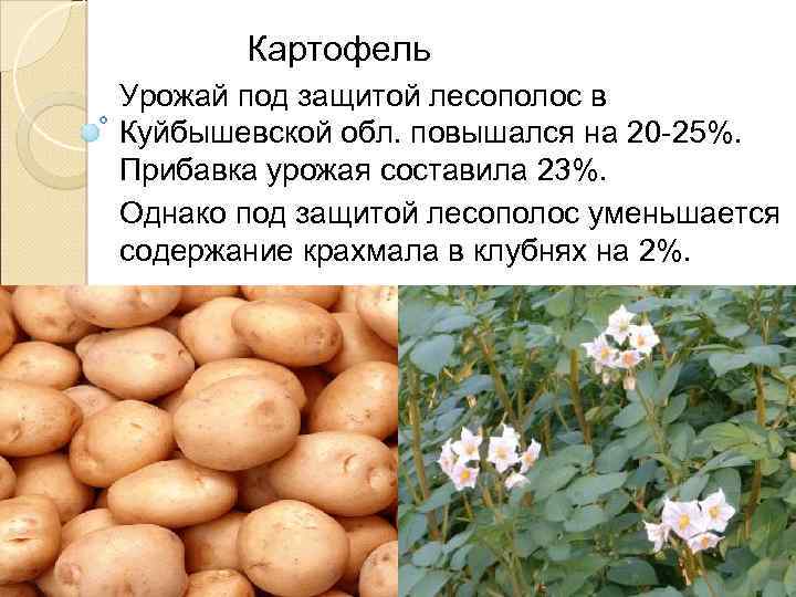 Прибавка урожая. Картофель София. Составляющие урожая в%. Картофель София  урожайность.